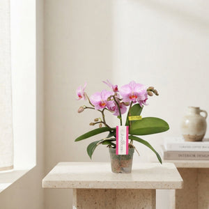 Pink Mini Phalaenopsis Orchid (3 Stem) – 7cm Pot