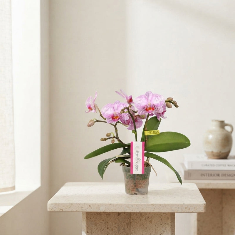Pink Mini Phalaenopsis Orchid (3 Stem) – 7cm Pot