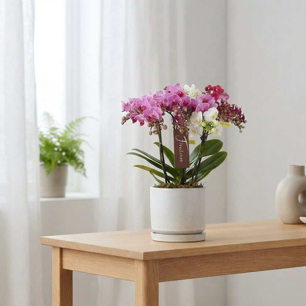 Mixed Phalaenopsis Orchid ‘Freedanzo Songbird’ – 3 Stem, 12cm Pot