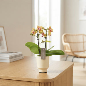Mini White Phalaenopsis Orchid – 4 Stems, 7cm Ceramic Pot