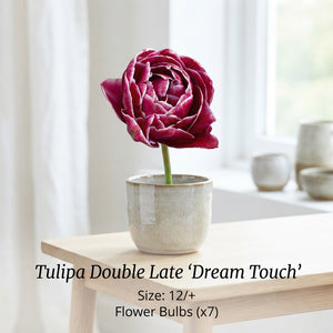 Dream Touch Double Late Tulip Bulb – Pack of 7