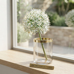Allium ‘Mount Everest’ Flower Bulb