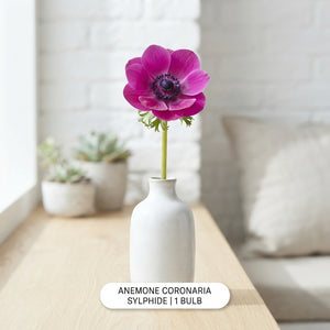 Anemone Coronaria ‘Sylphide’ Flower Bulbs – 20 Pack