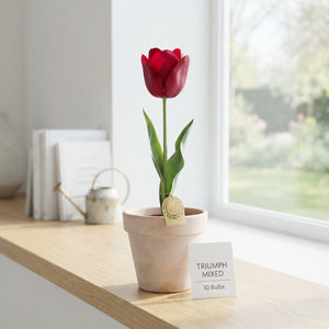 Mixed Triumph Tulip Bulbs – Pack of 10