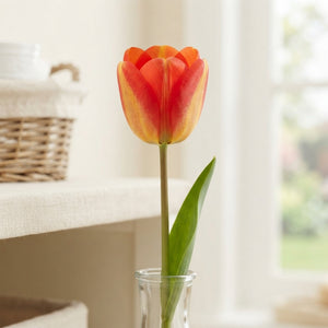 Tulip ‘American Dream’ Darwin Hybrid Bulbs – Pack of 10