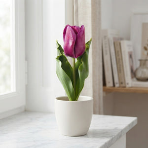 Tulipa Triumph ‘Passio Glosy’ Flower Bulbs – Pack of 7