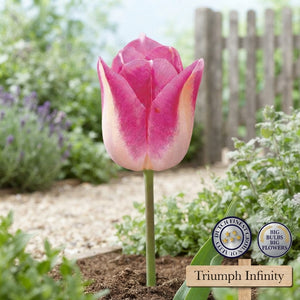 Tulipa ‘Triumph Infinity’ Flower Bulbs – Size 12/+