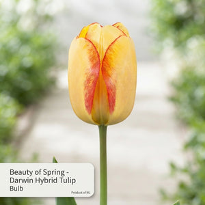 Tulipa ‘Beauty of Spring’ Darwin Hybrid Tulip Bulbs