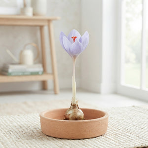 Crocus speciosus Autumn Flowering Bulbs – Pack of 15