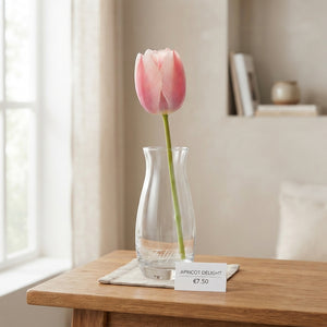 Tulipa ‘Apricot Delight’ Tulip Bulbs – Pack of 7