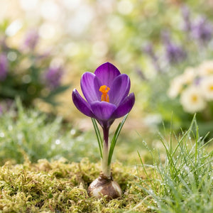 Crocus ‘Remembrance’ Flower Bulbs – Pack of 10