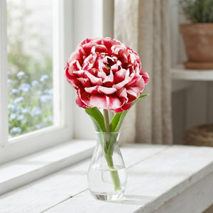 Tulipa 'Drumline' Double Late Tulip Bulbs – Pack of 7