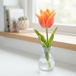 Tulipa greigii Mixed Colour Tulip Bulbs – Pack of 10