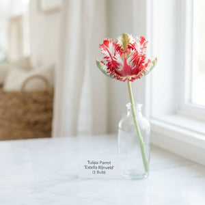 Parrot Tulip ‘Estella Rijnveld’ Bulbs – Pack of 7