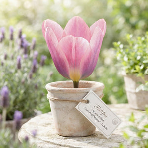 Tulipa ‘Light and Dreamy’ Darwin Hybrid Tulip Bulbs