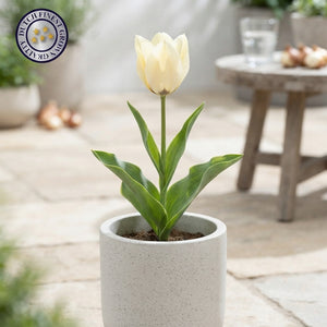 Tulipa Kaufmanniana ‘Concerto’ Tulip Bulbs – Pack of 10
