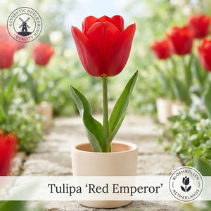 Tulipa Fosteriana ‘Orange Emperor’ Tulip Bulbs