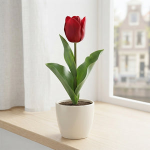Tulipa ‘Amsterdam’ Red Flower Bulbs – Pack of 10