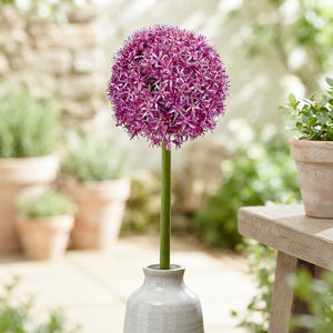 Allium ‘Globemaster’ Flower Bulb
