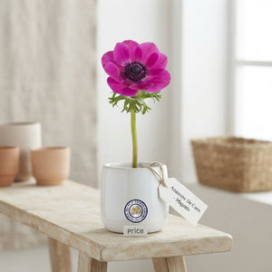 Mixed Anemone De Caen Flower Bulbs – 20 Bulbs