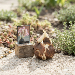 Giant Autumn Crocus Colchicum Bulbs – 28/+