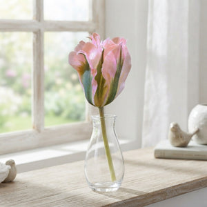 Tulipa 'China Town' Viridiflora Tulip Bulbs – 7 Bulbs
