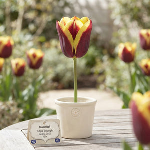 Tulipa ‘Gavota’ Triumph Tulip Bulbs – Pack of 10