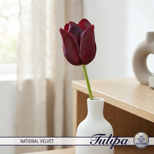 Tulipa ‘National Velvet’ Triumph Tulip Bulbs – Pack of 7