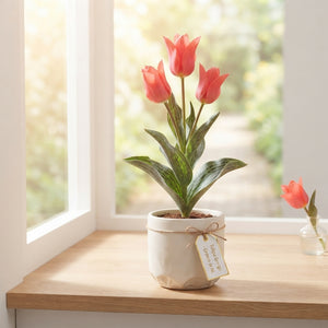 Tulipa Greigii ‘Toronto’ Flower Bulbs – Pack of 10