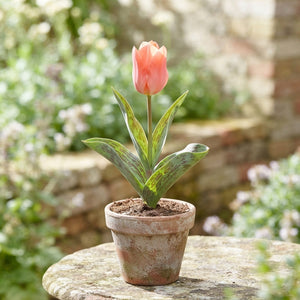 Tulipa Greigii ‘Sweet Lady’ Tulip Bulbs – Pack of 7