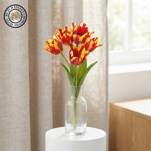 Tulipa Multiflora ‘Wonder Club’ Tulip Bulbs – Pack of 7