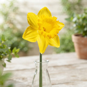 Narcissus ‘Dutch Master’ Trumpet Daffodil Bulbs – 5 Bulbs