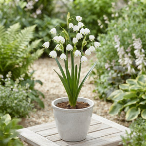 Summer Snowflake Bulbs (Leucojum aestivum) – Pack of 10