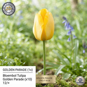 Golden Parade Tulip Bulbs – Pack of 10