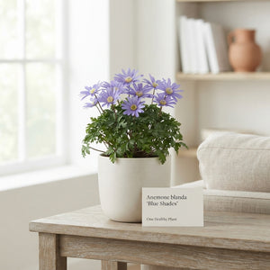 Anemone Blanda Blue Shades Flower Bulbs – 5/6