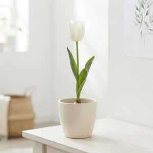 Tulipa ‘Sweet Candy’ Garden Tulip Bulbs – Pack of 10