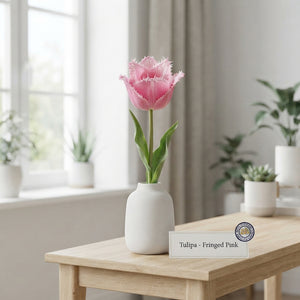 Mixed Fringed Tulip Bulbs – 12/+cm Bulb Size