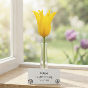 Tulipa ‘Lilyflowering Schiedam’ Flower Bulbs – Pack of 7