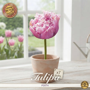 Tulipa ‘Fringed Double Perth’ Tulip Bulbs – Pack of 7