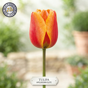 Apeldoorn Elite Darwin Hybrid Tulip Bulb