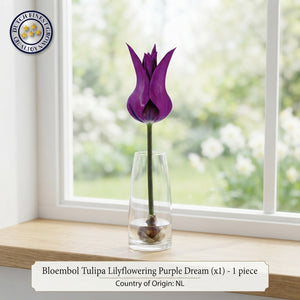 Purple Dream Lily-Flowering Tulip Bulbs – Pack of 7
