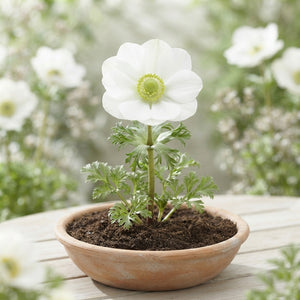 Anemone Coronaria ‘Bride’ Flower Bulbs – Pack of 20