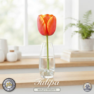 World’s Favourite Darwin Hybrid Tulip Bulbs – 10 Pack