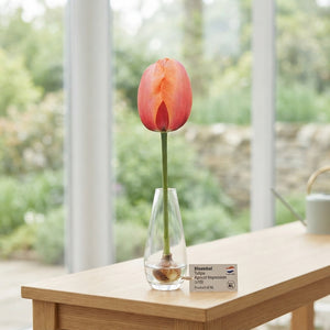 Tulipa ‘Apricot Impression’ Tulip Bulbs – 12/+