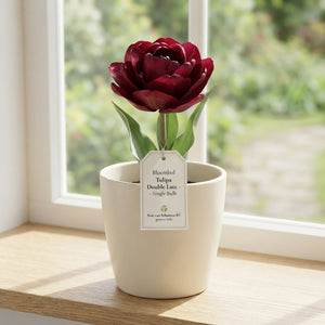 Mixed Double Late Tulip Bulb Collection – 10 Bulbs