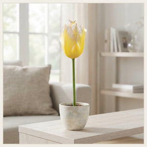 Tulipa fosteriana ‘Sweetheart’ Flower Bulbs – Pack of 7