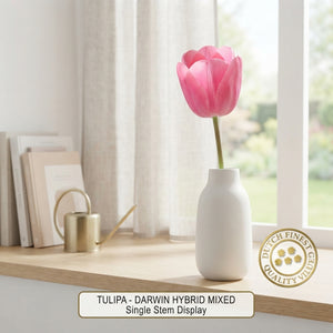 Mixed Darwin Hybrid Tulip Bulbs – Pack of 10