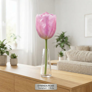 Tulipa ‘Synaeda Amor’ Triumph Tulip Bulbs – 12/+