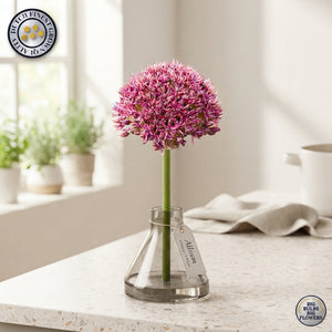 Allium ‘Ostara’ Flower Bulbs – Pack of 3