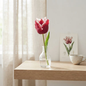 Fringed Tulip ‘Canasta’ Bulbs – Pack of 7